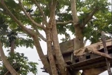 Cây đu đủ ở Yên Bái cao ngang nhà 2 tầng hút 4 triệu lượt xem, gây sốt mạng