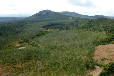 11 năm trồng cao su, bất đắc dĩ thu... củi