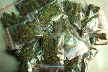 Hà Nội: Tự trồng cần sa, rao bán trên mạng xã hội