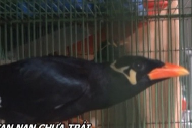 Chim nhồng biết đọc thơ 