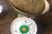 Phát hiện vật nghi là cát lợn quý hiếm nặng gần 2kg