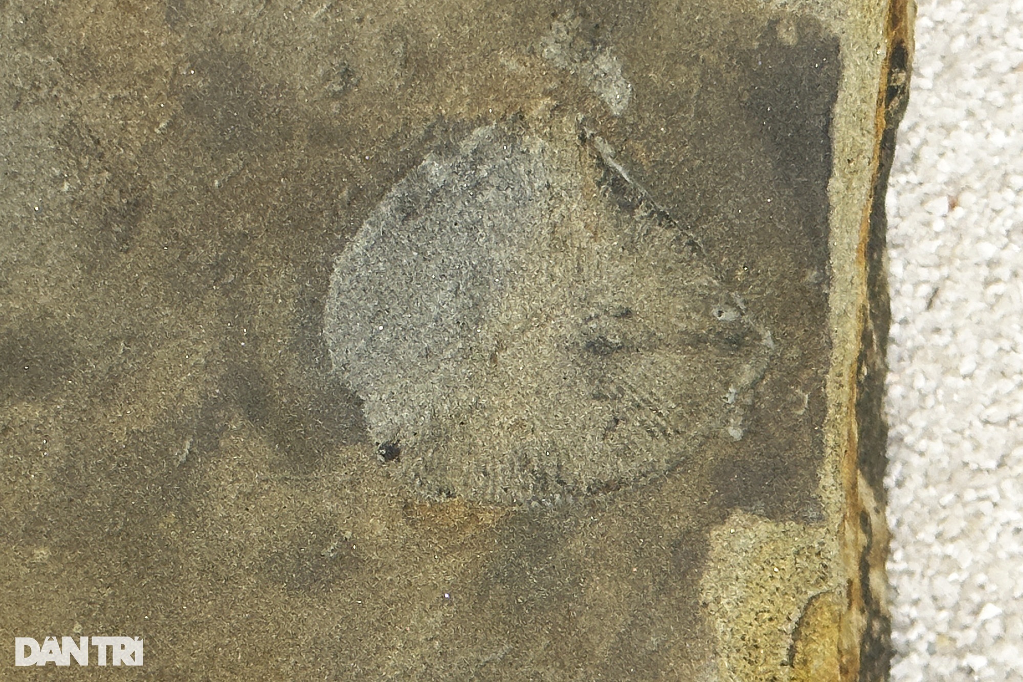 Hóa thạch tuyệt đẹp từ hàng trăm triệu năm trước được trưng bày tại Hà Nội - 2