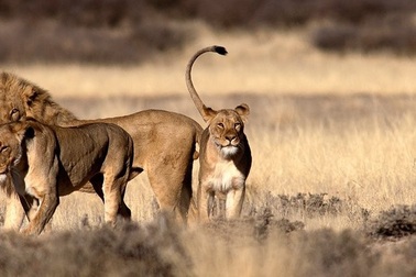 Sư tử Nam Phi ăn thịt một nhóm nghi là săn trộm tê giác