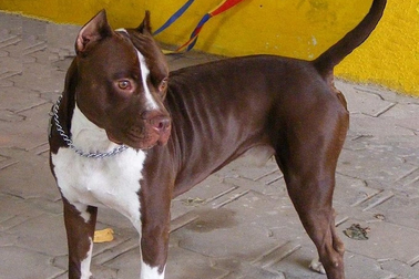 Chó Pitbull cắn chết người: Do chó dữ hay do chủ chưa cẩn trọng?