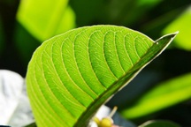 Công dụng chống ung thư của lá ổi