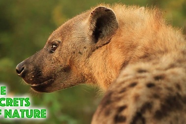 Cận cảnh linh cẩu Châu Phi.