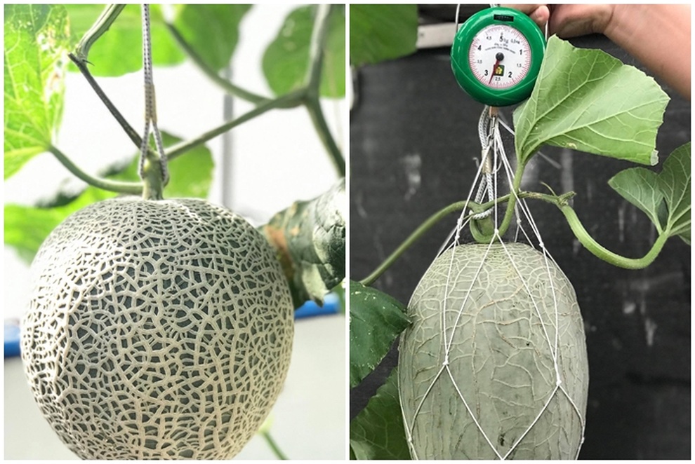 Mê mẩn vườn treo sân thượng, thu 4 tạ quả/ năm của ông bố ở Bình Dương - 11 Mê mẩn vườn treo sân thượng, thu 4 tạ quả/ năm của ông bố ở Bình Dương - 11