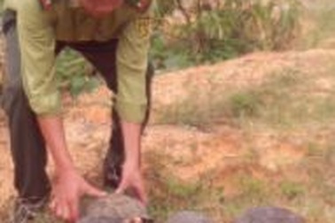 Thả hàng chục cá thể rùa về môi trường tự nhiên