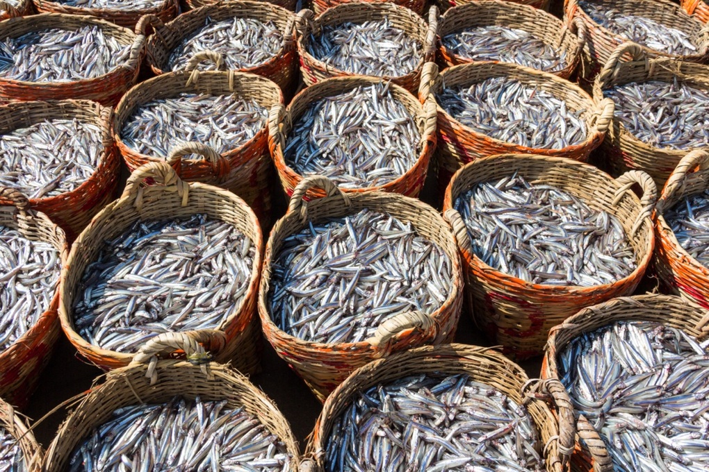 Cốt mắm: Nguồn gốc cho vị ngon của nước mắm - 2