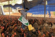 Mô hình nuôi gà trên đệm lót sinh học cho thu nhập 400 triệu đồng/năm