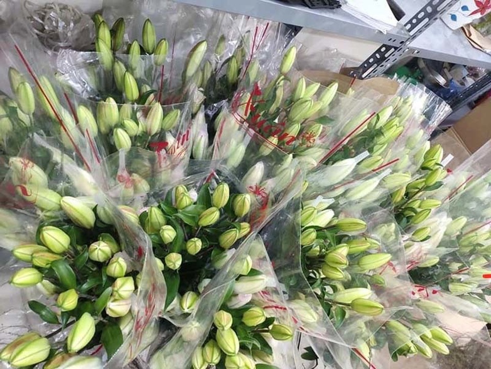 Loại hoa ly siêu đắt đỏ, chị em Hà thành ráo riết lùng mua - 5 Loại hoa ly siêu đắt đỏ, chị em Hà thành ráo riết lùng mua - 5