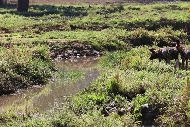 Chó hoang châu Phi gặp sự cố hài hước khi nhảy qua con kênh