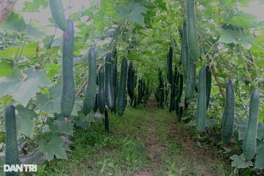 Nông dân cười tươi khi bội thu bí xanh trồng trên bãi bồi ven sông