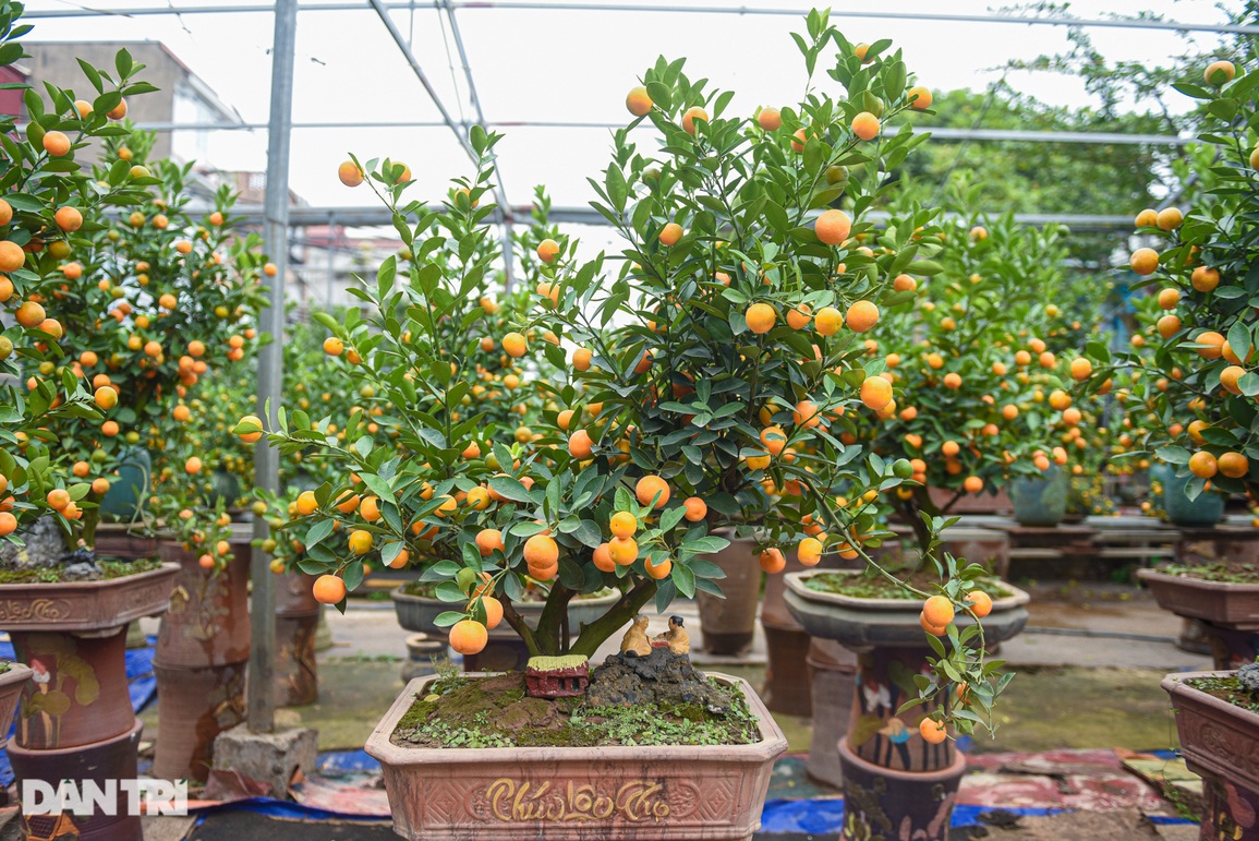 Đột nhập vườn quất bonsai hơn 1.000 cây ở Tứ Liên, Hà Nội - 2 Đột nhập vườn quất bonsai hơn 1.000 cây ở Tứ Liên, Hà Nội - 2