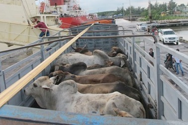 Nguy cơ dịch bệnh từ việc nhập trâu bò sống về giết mổ