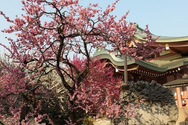 Thưởng thức tiệc trà dưới tán hoa mơ với geisha