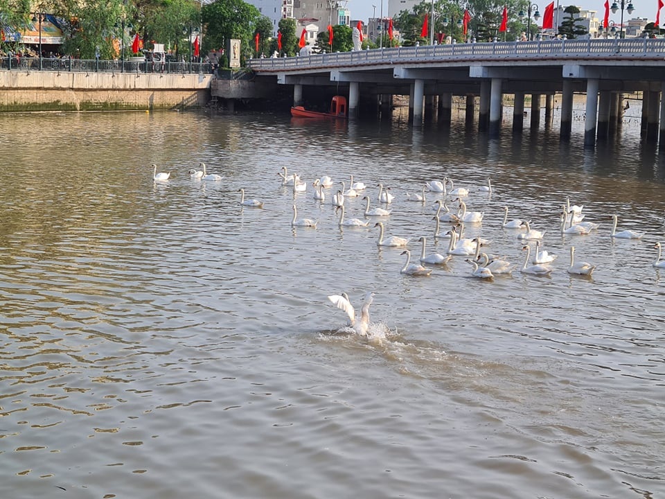 Người dân đổ xô ngắm 65 đôi thiên nga mới thả thêm xuống sông Tam Bạc - 1 Người dân đổ xô ngắm 65 đôi thiên nga mới thả thêm xuống sông Tam Bạc - 1