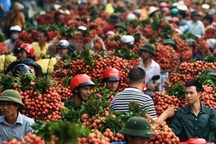 Chính phủ cũng sốt sắng về đầu ra cho quả vải