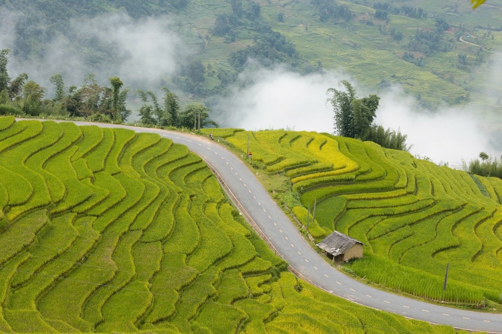 Góc cua triệu view phủ vàng màu lúa chín ở Lào Cai đẹp như tiên cảnh - 1