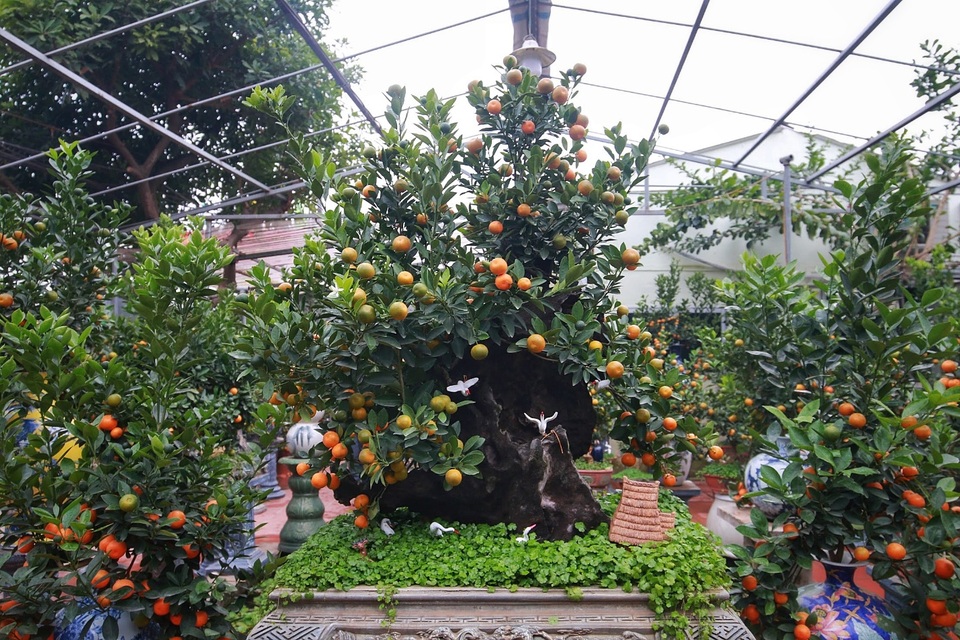 Quất ghép gỗ lũa độc lạ, đại gia phải đặt trước hàng tháng - 7 Quất ghép gỗ lũa độc lạ, đại gia phải đặt trước hàng tháng - 7