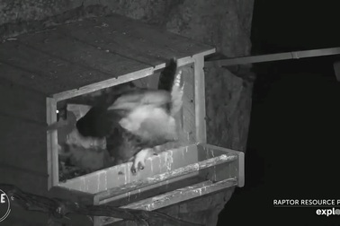 Cú sừng kịch chiến với chim ưng, đoạt mạng con non trong giây lát