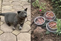 Chú chó nổi tiếng Nguyễn Văn Dúi đã qua đời, được chủ chôn cất sau vườn nhà