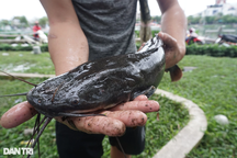 Sau mưa ngập, người Đà Nẵng mang rổ ra phố... bắt cá