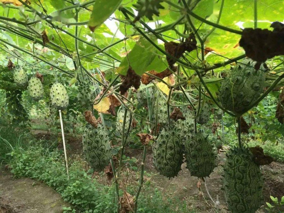 Cùng bạn bỏ vốn trồng cây lạ, chàng trai 30 tuổi làm giàu tại quê nhà - 1 Cùng bạn bỏ vốn trồng cây lạ, chàng trai 30 tuổi làm giàu tại quê nhà - 1