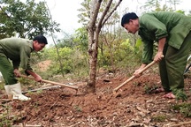 Kiếm tiền triệu từ nghề đào thuê cây cảnh dịp cận Tết