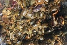 Khách gọi "cháy" máy, dân buôn ngồi nhà "hốt bạc" 2 tạ cua đồng mỗi ngày