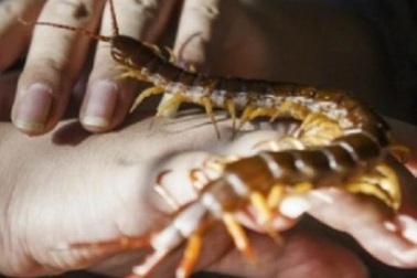 Ăn rết sống, hai người Trung Quốc suýt mất mạng