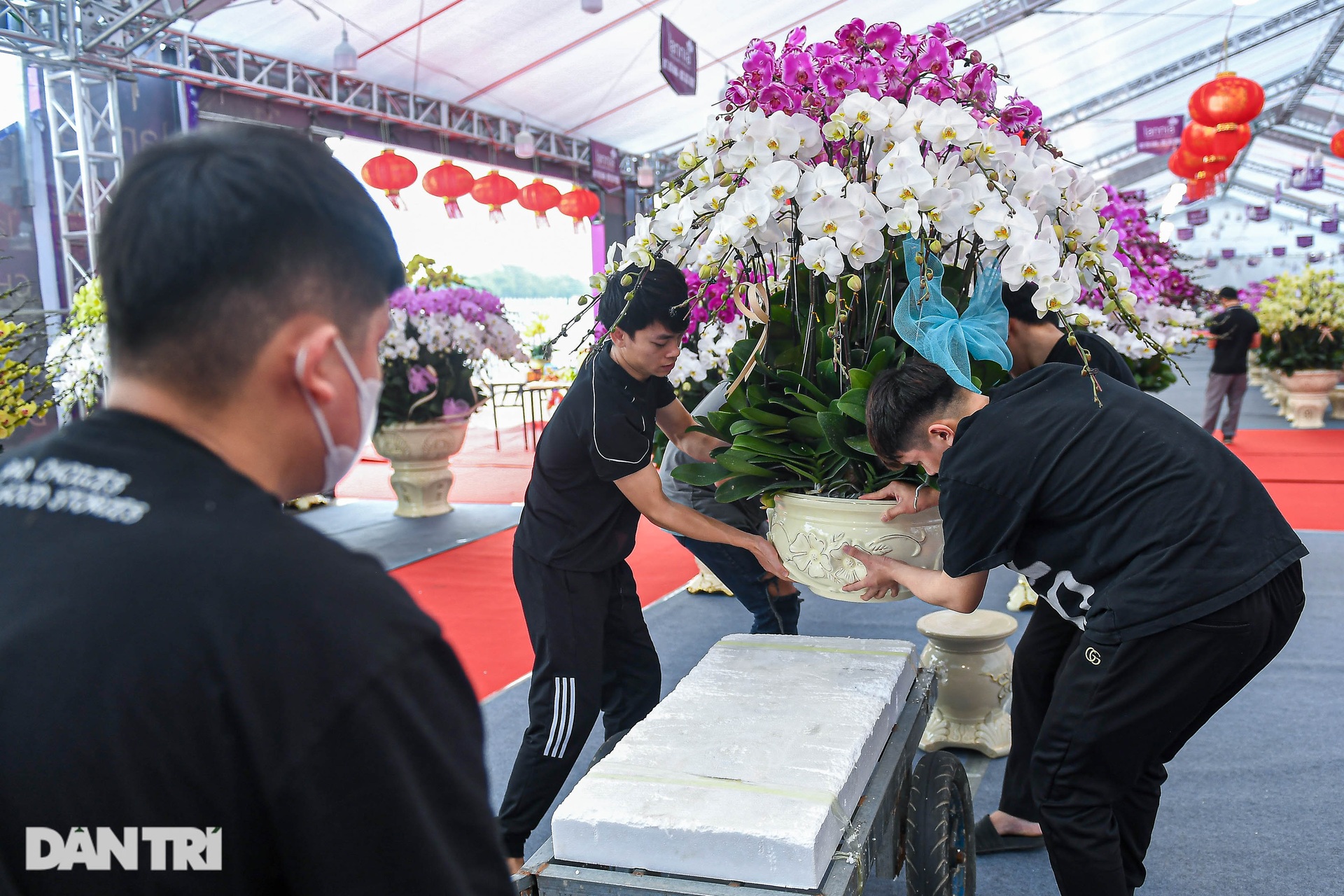 Chậu lan hồ điệp 9 tầng hoa được hét giá hơn 3,8 tỷ đồng ở Hà Nội - 11 Chậu lan hồ điệp 9 tầng hoa được hét giá hơn 3,8 tỷ đồng ở Hà Nội - 11