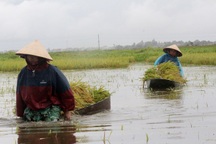 Nông dân bì bõm gặt lúa "chạy" bão