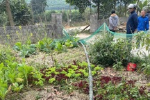 Dựng cây nêu trước nhà, 2 anh em họ bị điện giật thương vong