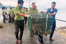 Thả 10 con khỉ ở Lào Cai vào Vườn quốc gia Bái Tử Long