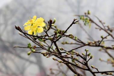 Quảng Ninh: "Đột nhập" những vườn mai vàng Yên Tử tiền tỷ