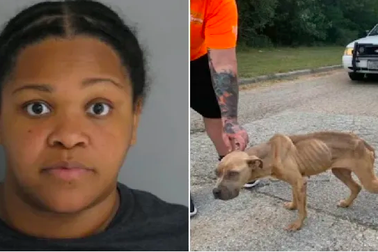 Bị bắt vì ném chó con suy dinh dưỡng qua cửa sổ xe hơi