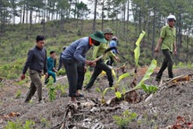 Cán bộ trạm quản lý rừng ở Lâm Đồng bị đuổi đánh trong sân trụ sở