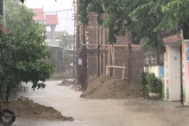 Cơn “mưa vàng” xối mát thành Vinh