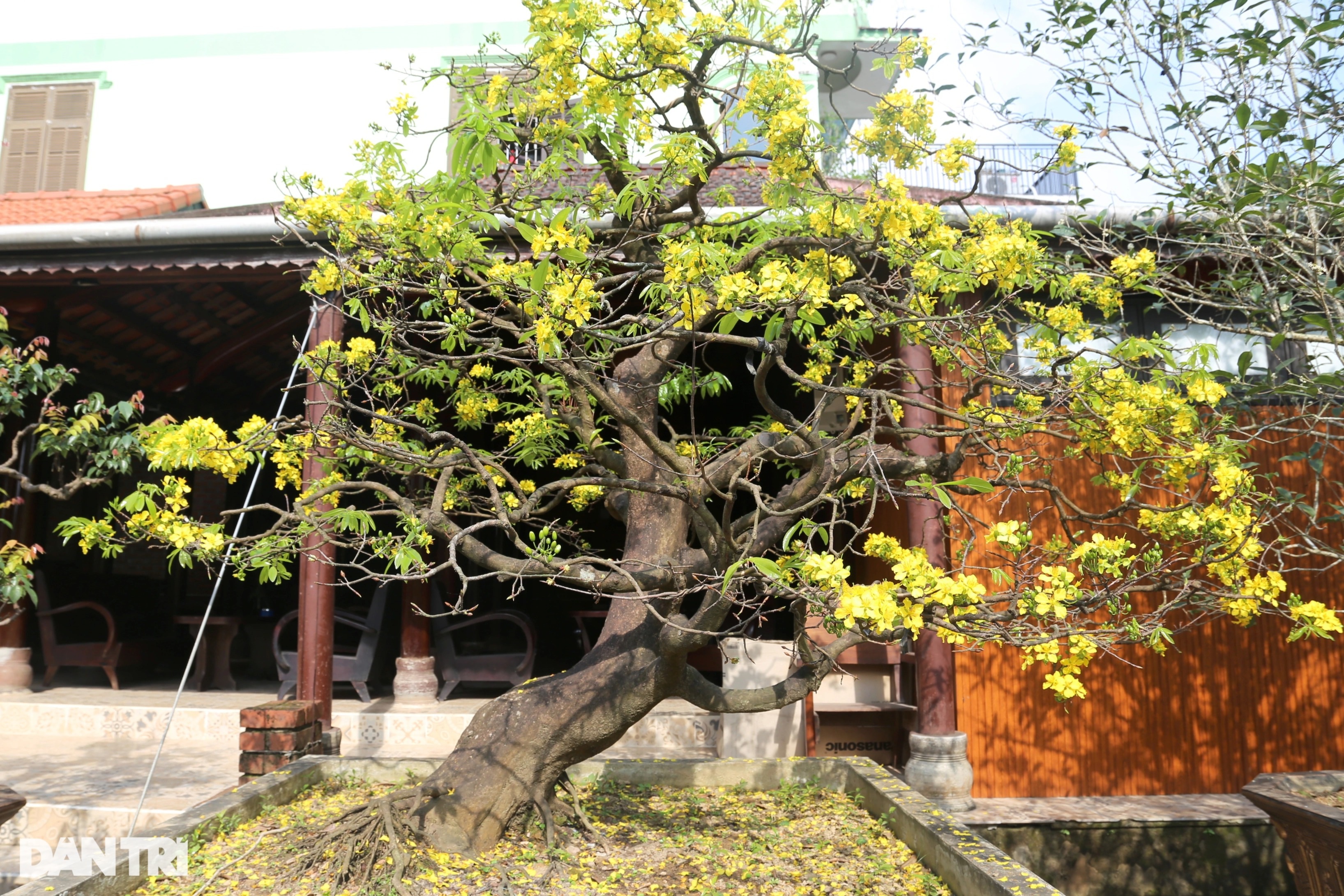 Những cây mai khủng giá gần tỷ đồng khoe sắc đón Xuân - 2 Những cây mai khủng giá gần tỷ đồng khoe sắc đón Xuân - 2