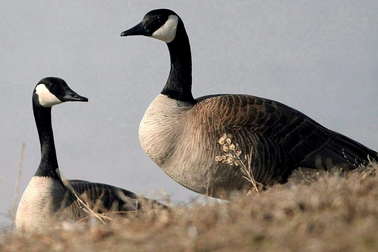 Đàn ngỗng 20.000 con sinh sôi mất kiểm soát, thành phố cân nhắc tiêu diệt