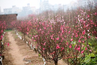 Tả cây đào cũng cần văn mẫu