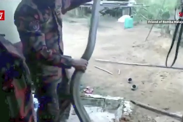 Chuyên gia bắt rắn bị hổ mang cắn chết khi đang hướng dẫn cách bắt rắn an toàn