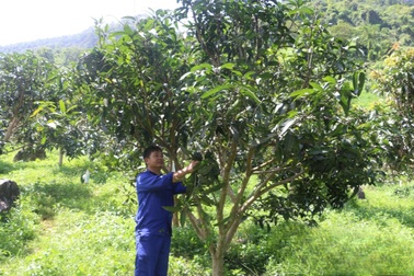 Pú Nhung, Điện Biên chuyển đổi cây trồng để thoát nghèo