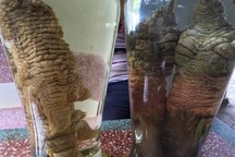 Dàn chân gà Đông Tảo “khủng” ngâm rượu của dân chơi Việt