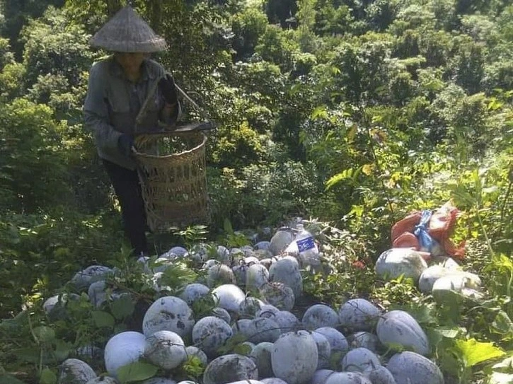 Dân nghèo khóc mếu khi bí xanh được mùa lại... bí đầu ra - 1 Dân nghèo khóc mếu khi bí xanh được mùa lại... bí đầu ra - 1