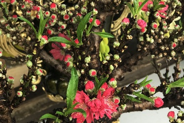 Bỏ tiền triệu mua cành đào lạ, "thượng đế" ngã ngửa với cú lừa của dân buôn