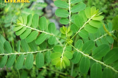 Bốn cây thuốc quý giải trừ viêm gan và dưỡng gan rất tốt