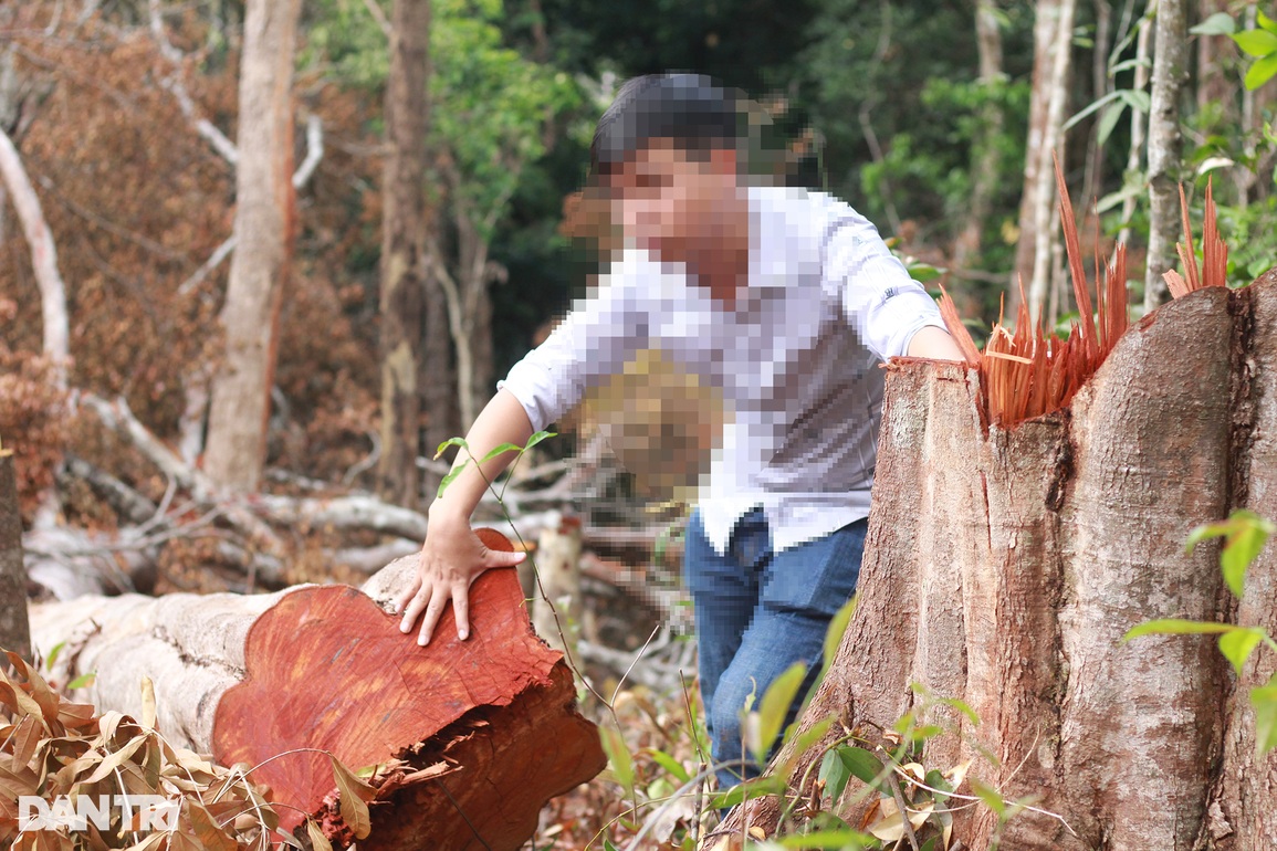 Lâm tặc mở công trường khai thác gỗ, dân đi sau cạo trọc rừng - 2 Lâm tặc mở công trường khai thác gỗ, dân đi sau cạo trọc rừng - 2