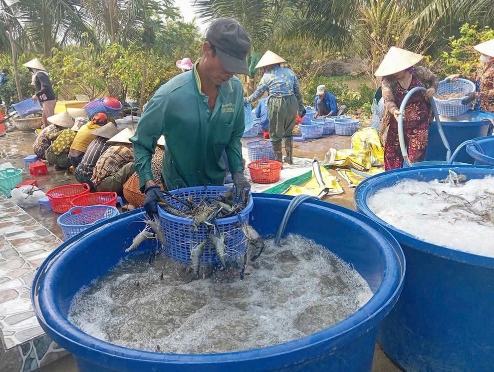 Cà Mau: Giảm nghèo gắn với thích ứng biến đổi khí hậu - 1